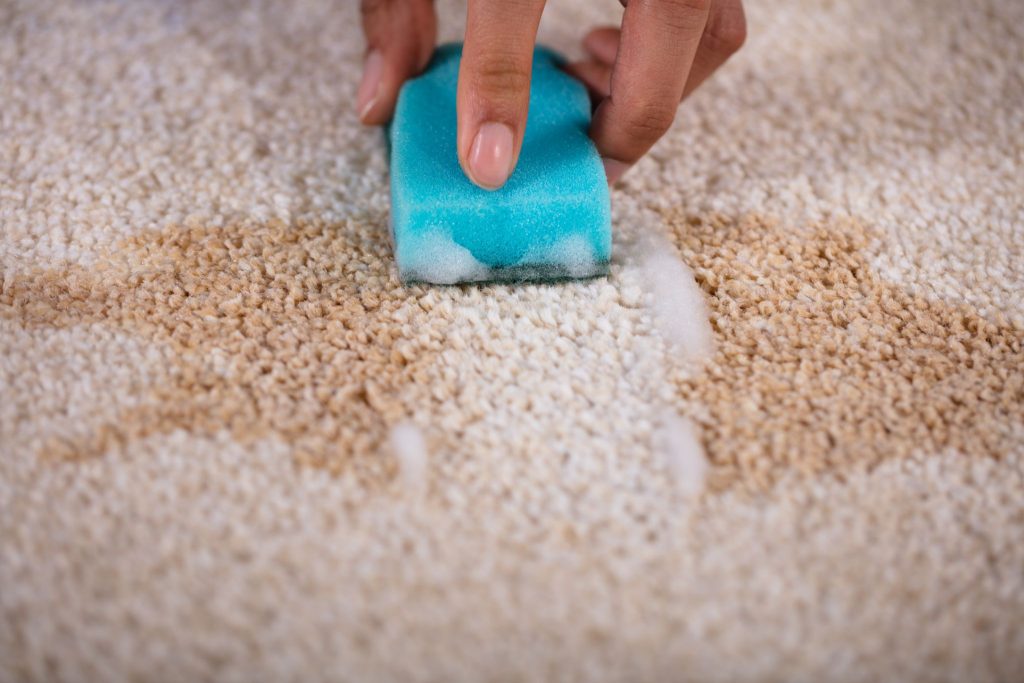 A person using a soapy blue sponge to scrub a stain out of a carpet.