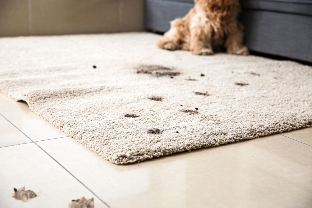 Dirty muddy paw prints left on a beige area rug by a fluffy dog.
