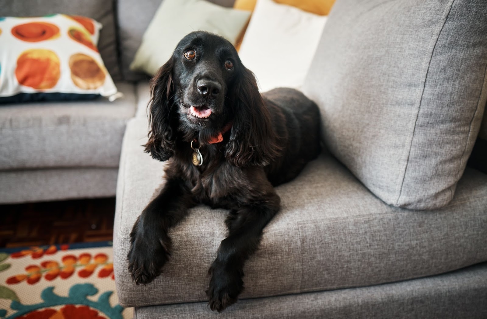 Black dog sitting on couch, clean home, pet hair removal